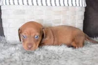 Jaguar , a female Miniature Dachshund for sale in Coleman, TX – Photo 5 of 8