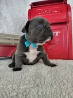 Blue, a male French Bulldog for sale in Coleman, TX – 2 of 6