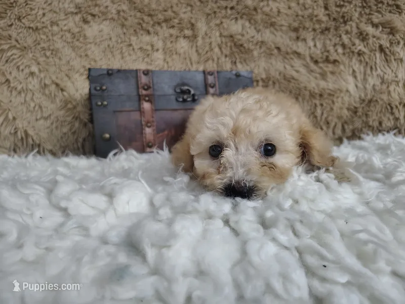 Light pink – Goldendoodle puppy for sale in Coleman, TX