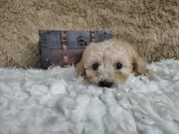 Light pink, a female Goldendoodle for sale in Coleman, TX – 1 of 7
