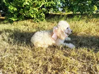 Purple-Standard, a female Goldendoodle for sale in Weatherford, TX – 5 of 5