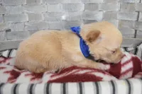 Dark blue, a male Chihuahua for sale in Coleman, TX – 3 of 7