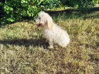Purple-Standard, a female Goldendoodle for sale in Weatherford, TX – 3 of 5