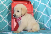 Maroon, a female Golden Retriever for sale in Coleman, TX – 4 of 5