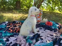 Princess, a female Goldendoodle for sale in Coleman, TX – 3 of 3