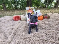 Pearl, a female French Bulldog for sale in Coleman, TX – 2 of 4