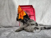 Orange -medium, a male Goldendoodle for sale in Coleman, TX – 5 of 8