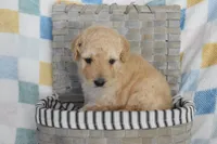 Orange , a male Goldendoodle for sale in Coleman, TX – 6 of 7