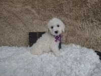 Purple, a female Goldendoodle for sale in Coleman, TX – 2 of 5