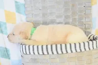 Green, a male Golden Retriever for sale in Weatherford, TX – 3 of 3