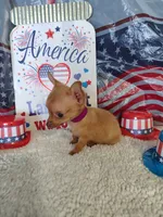 Purple, a female Chihuahua for sale in Coleman, TX – 4 of 8