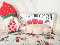 Light Pink, a female Golden Retriever for sale in Coleman, TX – 4 of 4