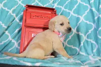 Peach, a female Golden Retriever for sale in Coleman, TX – 2 of 4
