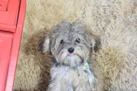 Teacup -McLaren, a male Maltipoo for sale in Coleman, TX – 5 of 7