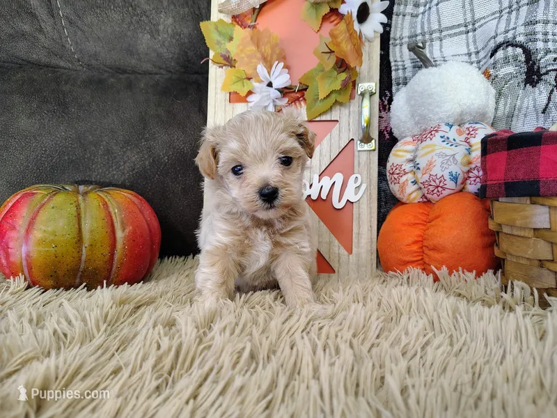 Tucker – Havapoo puppy for sale in Coleman, TX