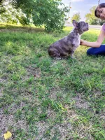 Elsa, a female French Bulldog for sale in Coleman, TX – 3 of 4