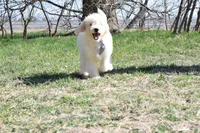 S-Blue, a male Miniature Goldendoodle for sale in San Antonio, TX – Photo 1 of 4