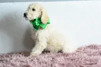 Weekend sale, a male Goldendoodle for sale in Weatherford, TX – Photo 2 of 6