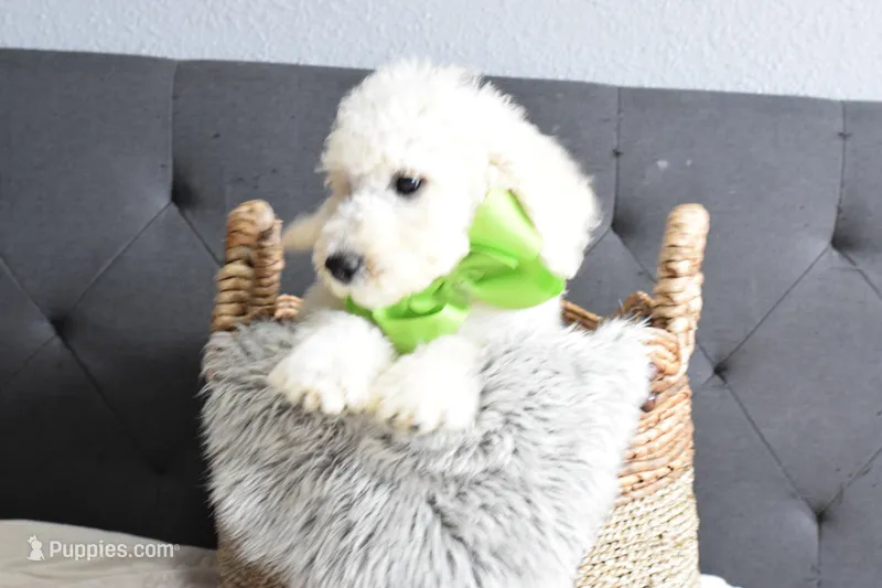 P-neon green – Goldendoodle puppy for sale in Coleman, TX