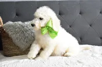 S-neon green, a male Miniature Goldendoodle for sale in Coleman, TX – Photo 5 of 6