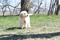 S-Blue, a male Miniature Goldendoodle for sale in San Antonio, TX – Photo 4 of 4