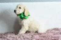 Weekend sale, a male Goldendoodle for sale in Weatherford, TX – Photo 4 of 6