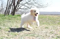 S-Blue, a male Miniature Goldendoodle for sale in San Antonio, TX – Photo 2 of 4