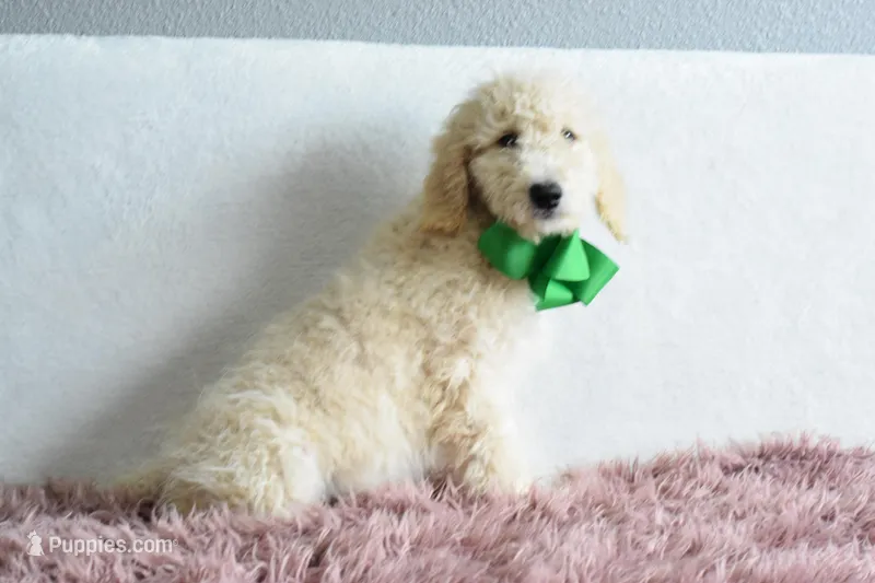Weekend sale – Goldendoodle puppy for sale in Weatherford, TX
