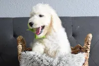 S-neon green, a male Miniature Goldendoodle for sale in Coleman, TX – Photo 4 of 6