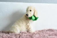 Weekend sale, a male Goldendoodle for sale in Weatherford, TX – Photo 6 of 6