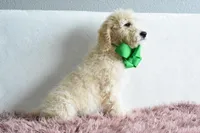 Weekend sale, a male Goldendoodle for sale in Weatherford, TX – Photo 5 of 6