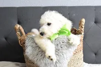 S-neon green, a male Miniature Goldendoodle for sale in Coleman, TX – Photo 6 of 6