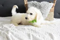 S-neon green, a male Miniature Goldendoodle for sale in Coleman, TX – Photo 1 of 6