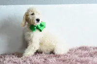 Weekend sale, a male Goldendoodle for sale in Weatherford, TX – Photo 3 of 6