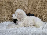 Green, a male Goldendoodle for sale in Coleman, TX – 2 of 7