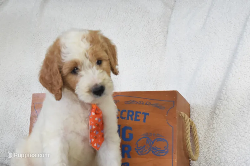 Green – Goldendoodle puppy for sale in Coleman, TX
