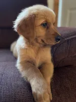 Bear, a male Golden Retriever for sale in Wauseon, OH – 5 of 8