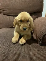 Rosie, a female Golden Retriever for sale in Wauseon, OH – 4 of 4
