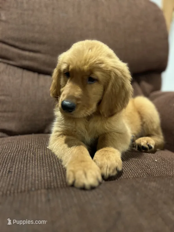 Teddy – Golden Retriever puppy for sale in Wauseon, OH