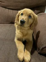 Daisy, a female Golden Retriever for sale in Wauseon, OH – 4 of 4