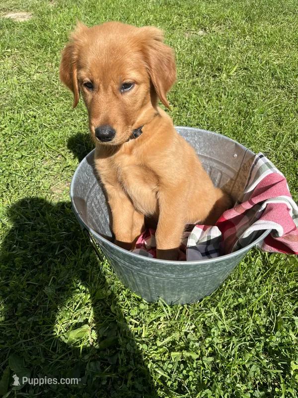 Poppy – Golden Retriever puppy for sale in Wauseon, OH