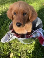 Nova, a female Golden Retriever for sale in Wauseon, OH – 1 of 7