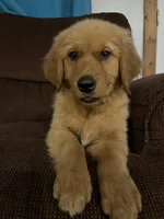 Bear, a male Golden Retriever for sale in Wauseon, OH – 4 of 8