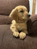 Poppy, a female Golden Retriever for sale in Wauseon, OH – 5 of 5