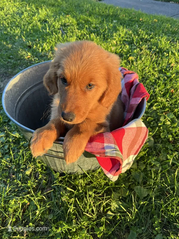 Rosie – Golden Retriever puppy for sale in Wauseon, OH
