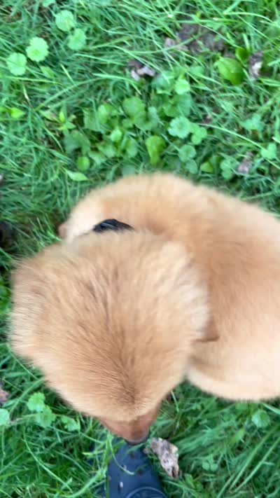 Bear, a male Golden Retriever for sale in Wauseon, OH – 6 of 8