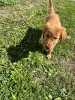 Poppy, a female Golden Retriever for sale in Wauseon, OH – 2 of 8