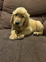 Teddy, a male Golden Retriever for sale in Wauseon, OH – 3 of 7