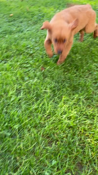 Nova, a female Golden Retriever for sale in Wauseon, OH – 7 of 7