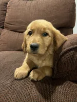 Poppy, a female Golden Retriever for sale in Wauseon, OH – 5 of 8